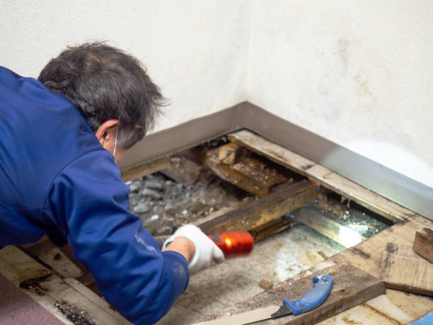 Best Black Mold Removal  in Columbia, MO
