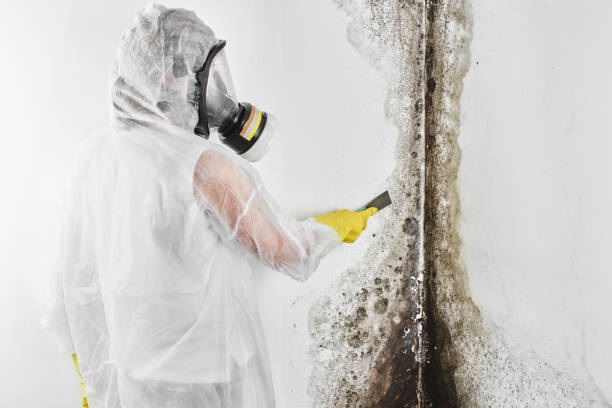 Columbia, MO Mold Removal Company