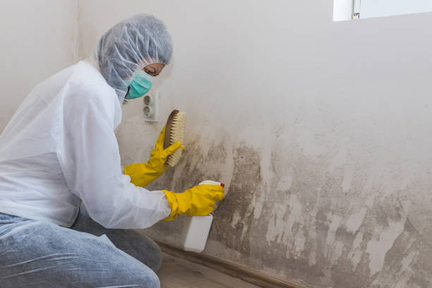 Best Mold Damage Repair  in Columbia, MO