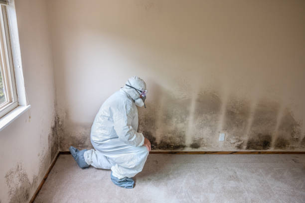 Best Crawl Space Mold Removal  in Columbia, MO
