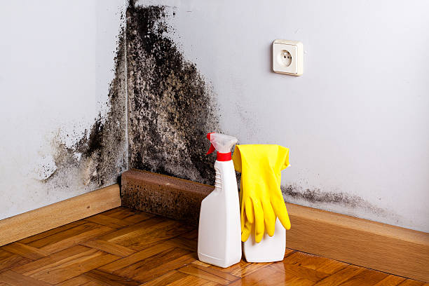 Best Fast Mold Removal  in Columbia, MO