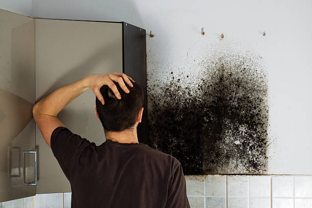 Best Toxic Mold Removal  in Columbia, MO